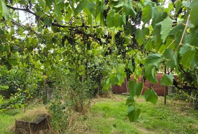 RECO IMOBILIARE CASA BATRANEASCA TINCA - 18