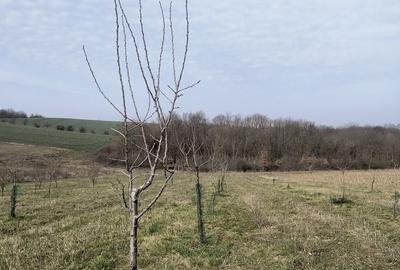Teren de 8700 mp, în Ramna - 3