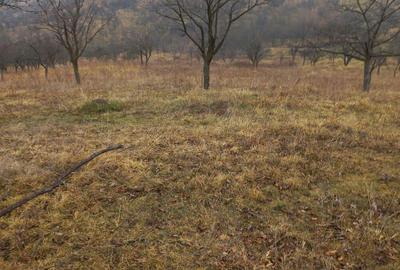 Casa si teren de vanzare Dumitresti - 4