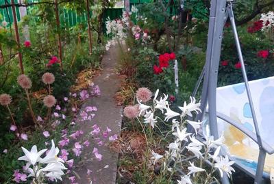 Buzau Glodeanu Sili?tea sat COTORCA, casa batraneasca caramida 3465m - 6