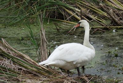 Terenuri IN RATE 500 luna, teren 25 Peris, Tancabesti - 8