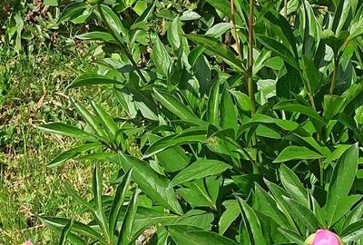 Casă cu 2 camere cu Teren 76.5 Mp în Central - 9