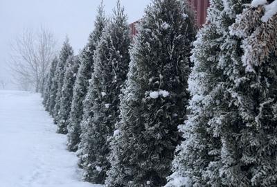 Casă individuală cu 5 camere cu Teren 2172 Mp în Central - 3