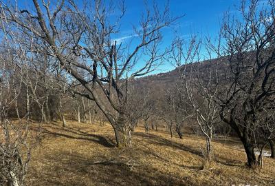 Teren de 8040 mp, în Mățău - 6