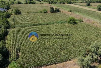 Teren intravilan 3866 mp Dumbrava Rosie - 17