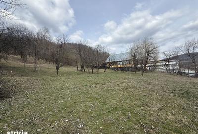Teren de 6040 mp, în Provița de Jos - 10