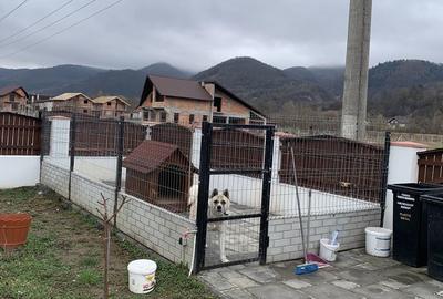 Casă cu 4 camere cu Teren 1000 Mp în Central - 10