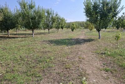 Casa cu lac in comuna Acas jud Saru Mare - 9