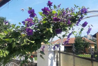 Casă cu 3 camere în Bretea Mureșană - 4