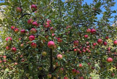 Spațiu comercial, în Podul Vadului - 1