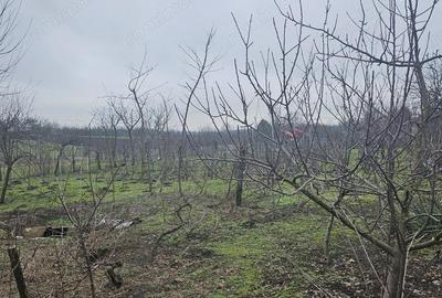 Casă cu Teren 1964 Mp în Vâlcelele - 7