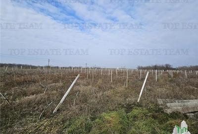 Teren intravilan Harsova - 4