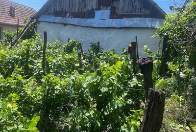 Casă cu Teren 2900 Mp în Jamu Mare - 3
