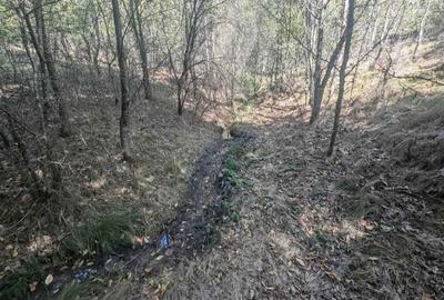 Teren de 35000 mp, în Borod - 4