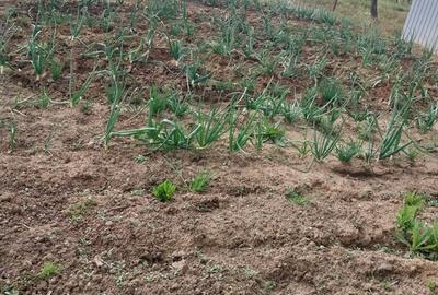 Casă în Recaș - 3