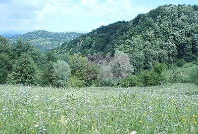 Teren de 3092 mp, în Telega - 9