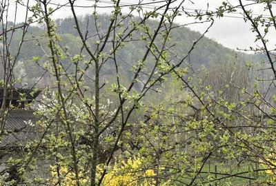 Casă cu 3 camere în Râu Alb de Jos - 5