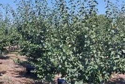 Spațiu comercial, în Gologanu - 3