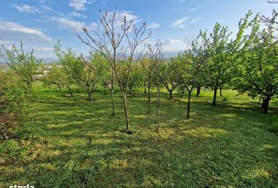 Teren de 1250 mp, în Șura Mare - 6