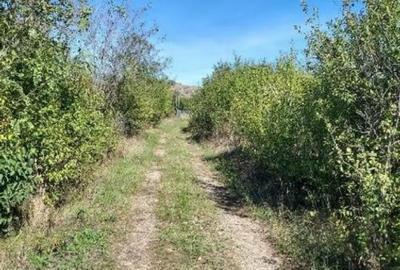 Teren de 546 mp, în Băicoi - 3