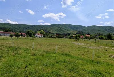 Teren de 7800 mp, în Dobârlău - 4
