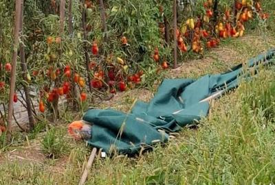 Casă cu Teren 5200 Mp în Băiculești - 4