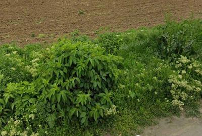 Spațiu comercial, în Grădinari - 1