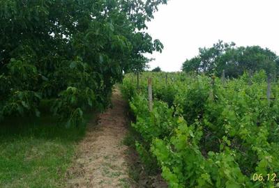 Casă cu 4 camere în Corni - 1