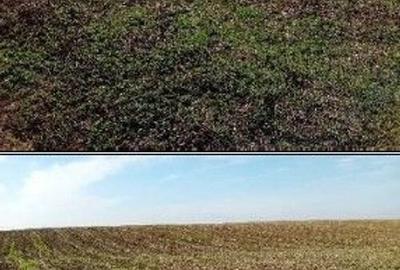 Teren extravilan Barlogu; ID: R2825534 - 3