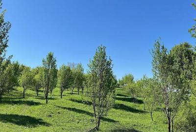 Teren de 19500 mp, în Aluniș - 3