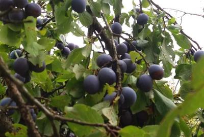 Teren de 4100 mp, în Rușavăț - 5