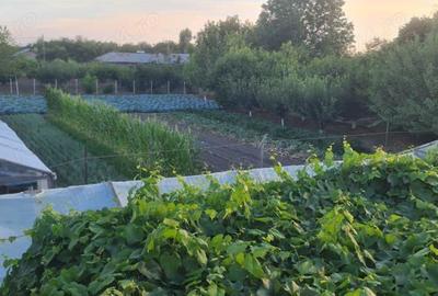 Casa + curte Chirnogi, jud.Calarasi - 6