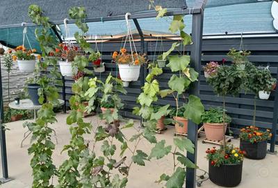 Casa de vanzare Magnolia - 10