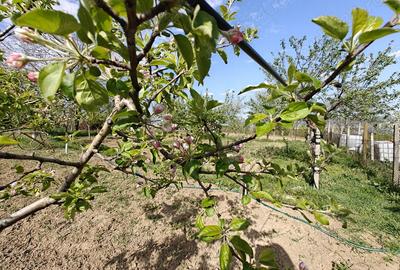 Casă cu 4 camere în Central - 1