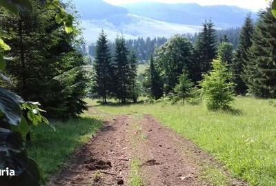 Teren de 9500 mp, în Dămuc - 7