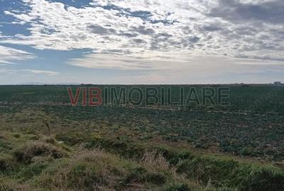 Ferma Agricola 1.350 Hectare Grad de Comasare 9697%, Chi?ineu Cri?, Jude?ul Arad - 6