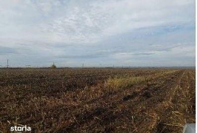 Teren de 5000 mp, în Lunca - 7