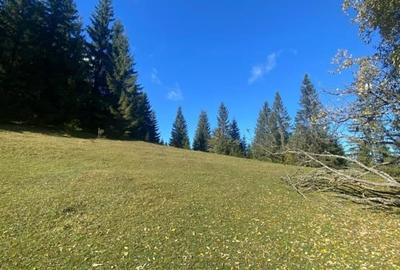 Teren Construcții de 16257 mp, în Poiana Horea - 6