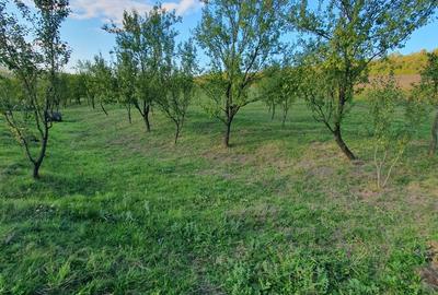 Spațiu comercial, în Aluniș - 5