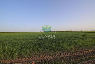 Teren agricol intravilan de 5792 mp, în Clinceni - 4
