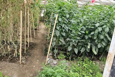 Vand Casa+Teren, zona CIcarlau, pret usor negociabil! - 10