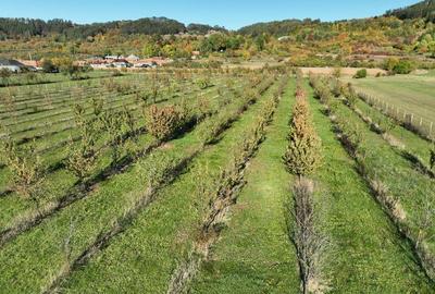 Teren intravilan de 14527 mp, în Aușeu - 1