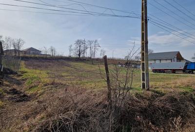 Teren - Roman  -Trifesti - 2