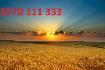 Teren Cazasu (bine pozitionat) - 1