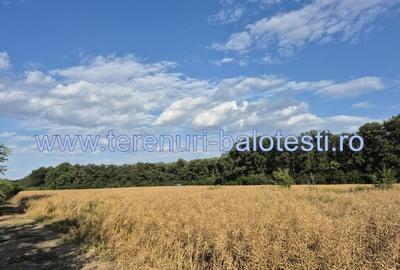 Teren ieftin la liziera padurii Balotesti, 350mp - 6