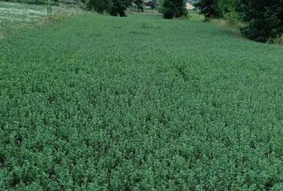 Spațiu comercial, în Dofteana - 4