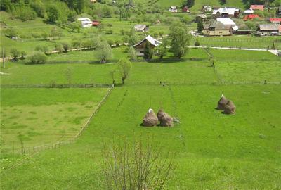 Teren de 2800 mp, în Dâmbovicioara - 1
