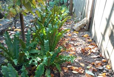 Casa ?i teren zona ultracentrala - 1