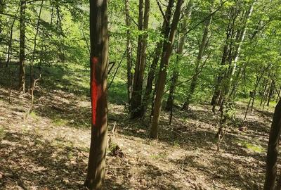 Teren de 4000 mp, în Mădulari - 1