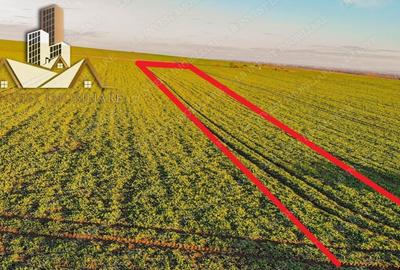 Teren agricol extravilan de 10000 mp, în Giarmata - 1